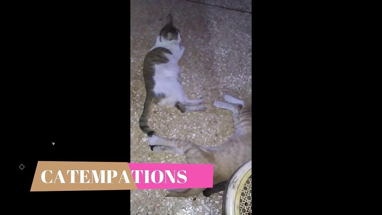 Yellow Cat So Sneaky Play with The Kittens Mom LOL part 1