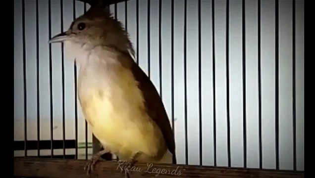 CUCAK JENGGOT MASTERAN HANDAL