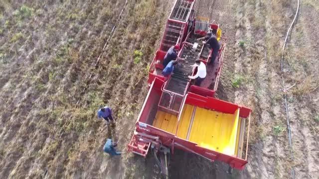 Pasinler Ovası'nda sertifikalı tohumla üretilen patateste kuraklığa rağmen rekolte arttı