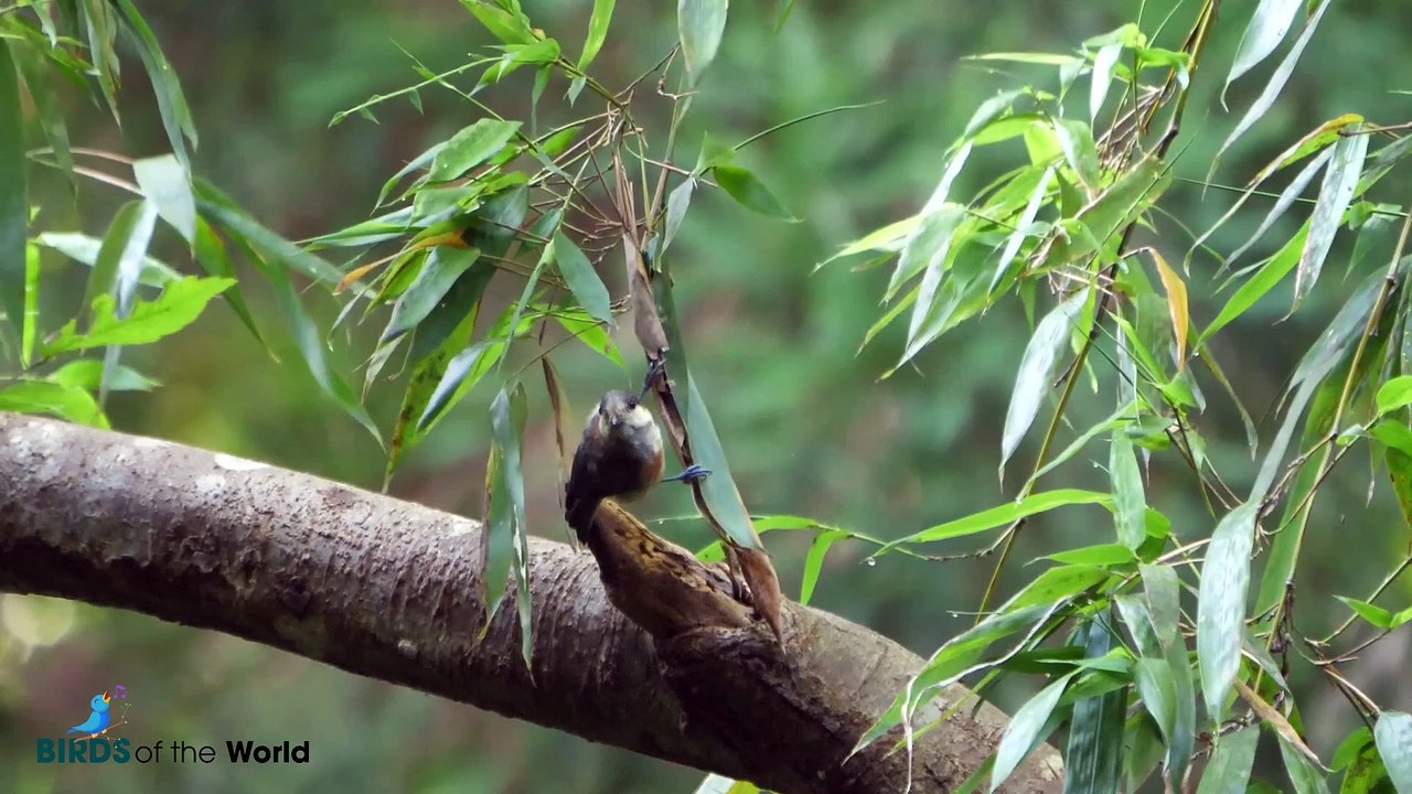 Daurian Redstart (Phoenicurus auroreus)