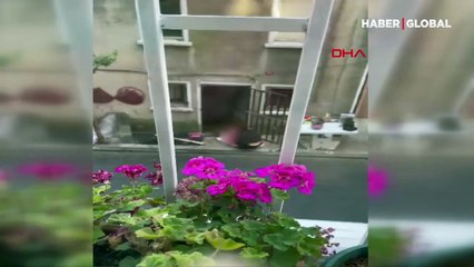 İstanbul'da dehşet evi! Kediyi boyayıp cama astı: Ben sanat yaptım, siz ne anlarsınız