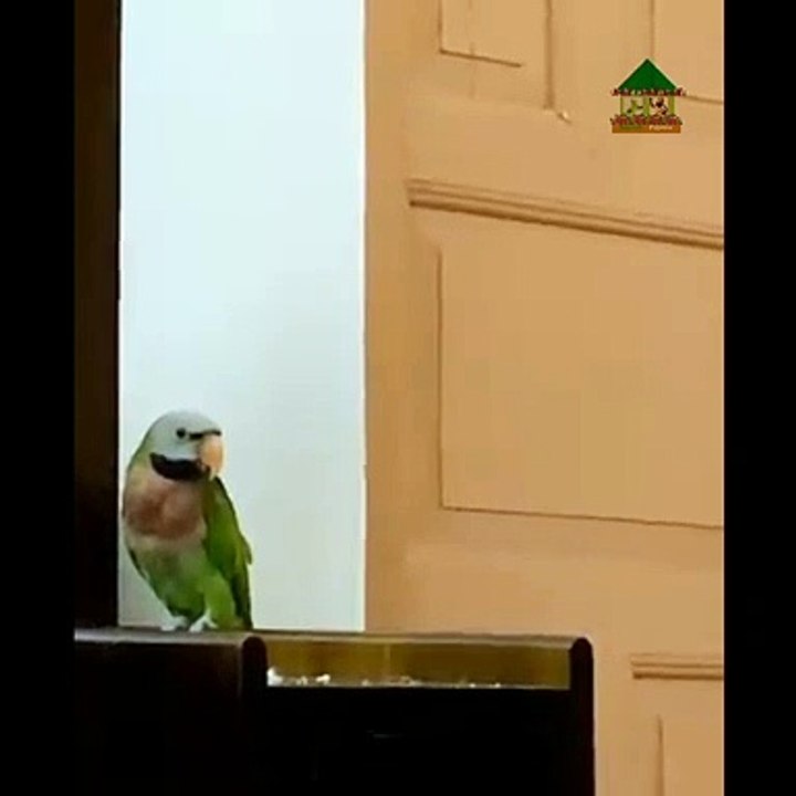 funny_talking_parrot