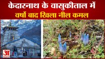 केदारनाथ के Vasukital में खिला Neel Kamal, Watch Video | Blue Lotus Blossomed in Kedarnath