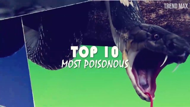 THE MOST VENOMOUS SNAKES In The World