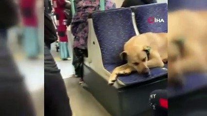 Tramvayda sevimli yolcu dikkat çekti
