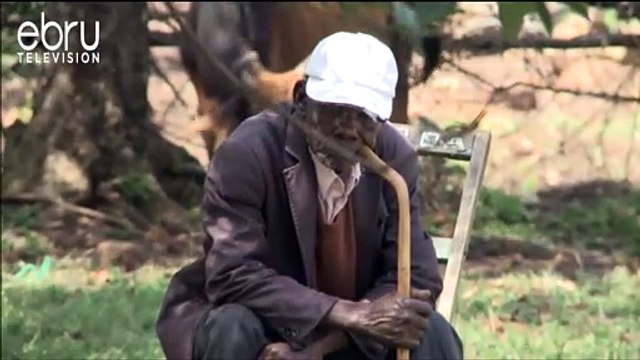 8 Cows Die ,7 In Critical State After Consuming Contaminated Water