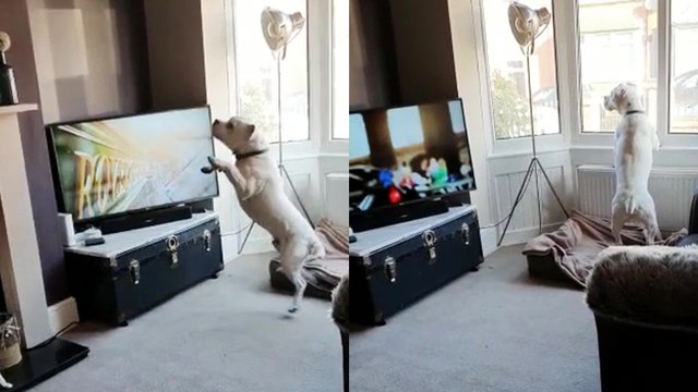 'Confused dog runs off animals appearing on TV screen'