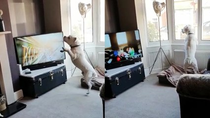 'Confused dog runs off animals appearing on TV screen'