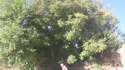 Erzincan'da ceviz hasadı başladı