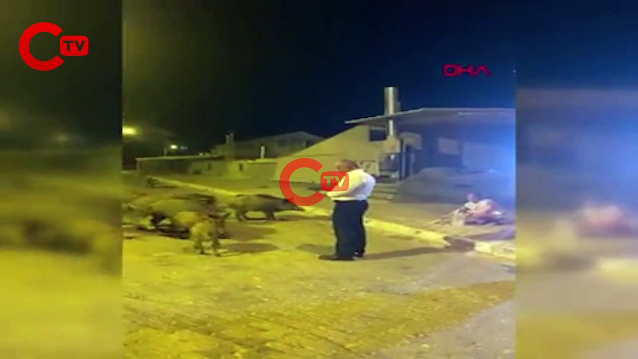 Şehre inen domuzları elleri ile beslediler