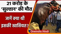 Haryana: 'Sultan' की हार्ट अटैक से हुई मौत, मेले में लगी थी 21 Crore की बोली | वनइंडिया हिंदी