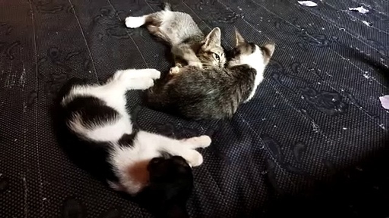 Kucing lagi akur