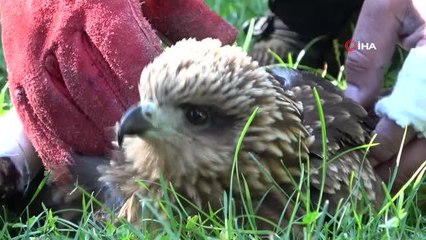 Bingöl'de yaralı bulunan kızıl şahin tedavi altına alındı