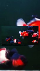 Golden Fish In Tank