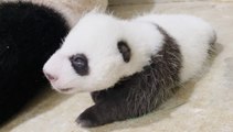 Primer chequeo médico de una cría de panda gigante