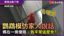 鸚鵡「模仿家人說話」 媽在一旁傻眼：我平常這麼兇？