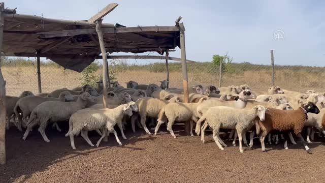 Mavi dil hastalığı görülen 8 köyde karantina başlatıldı