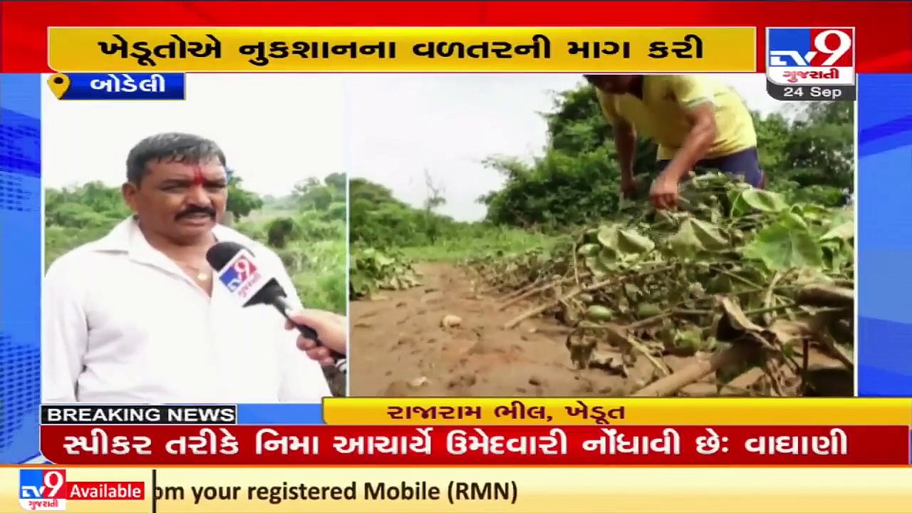 Heavy rainfall destroys standing crops in Bodeli, farmers demand assistance  _ Chhota Udepur _ TV9