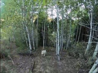 Grouse hunting with Elettra 9-19