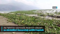 Asi Nehri'nin taşmasıyla Akdeniz'e dökülen su sümbülleri Samandağ sahilini kapladı