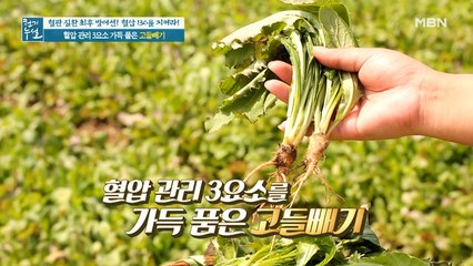 고혈압 완화 돕는 약사초, '고들빼기'