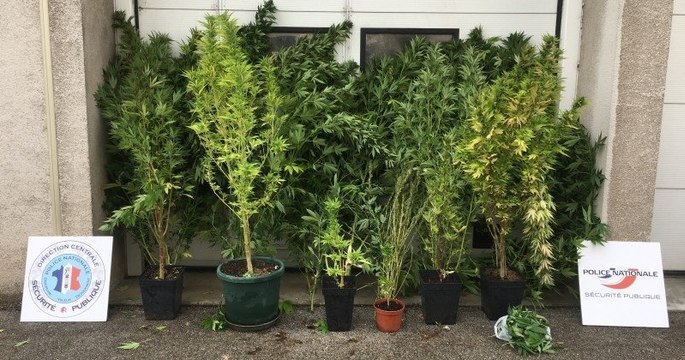 Dijon : une femme de 70 ans interpellée pour avoir cultivé 12 plants de cannabis à son domicile