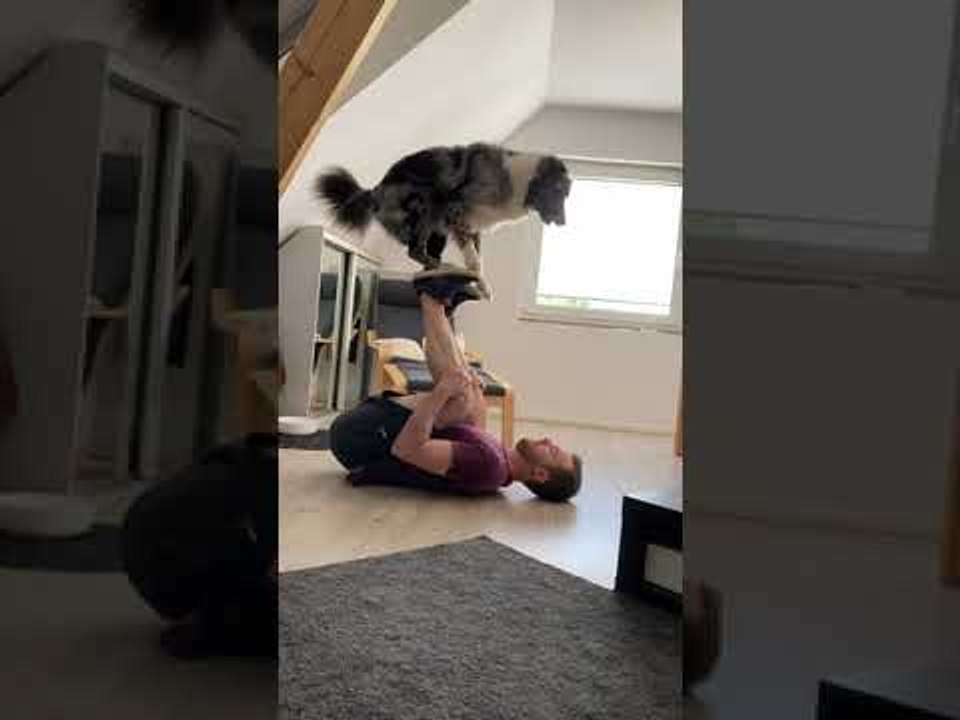 Australian Shepard Learning a New Acrobatic Trick