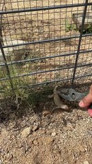 Saved Lizard Gets Itself Stuck Again