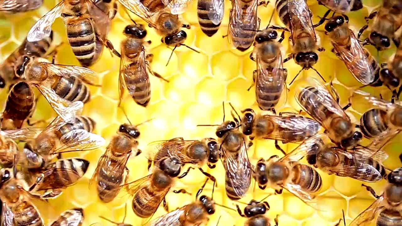 This Is the World’s First Bee Hotel, Where You Can Buy a Hive and Become a Beekeeper