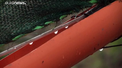 Cómo atrapan el agua del aire en las zonas más secas de Perú