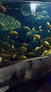 Nuansa ikan hias aquarium