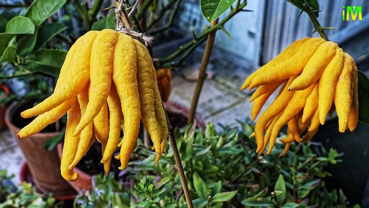 Buddha’s Hands l Fingered Citrons l Goblin Fingers l Do U Know l I Memory