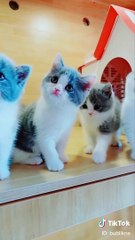 Cute Is Not Enough  Funny Cats and Dogs Videos Compilation 2018 #13