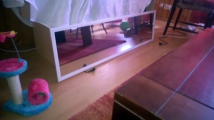 Cute Is Not Enough  Funny Cats and Dogs Videos Compilation 2018 #12