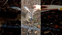 Don’t Pet Wild Deer