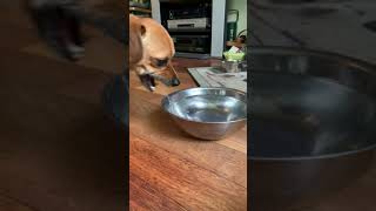Dog Doesn't Drink Normally