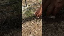 Saved Lizard Gets Itself Stuck Again