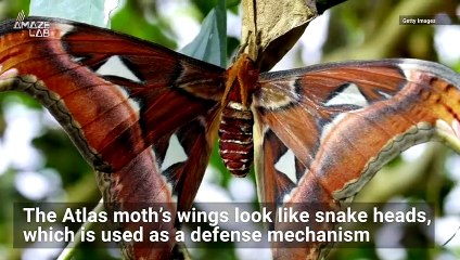 Check Out The Cobra Design on This Moth That it Uses to Scare of Predators