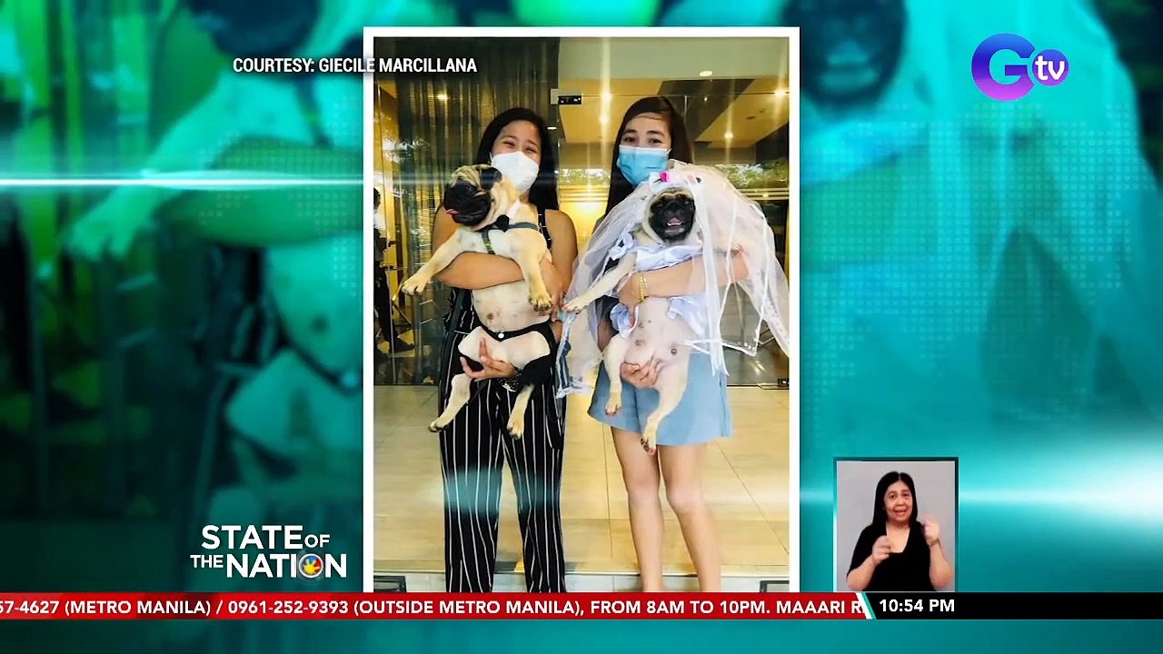 Kasalan ng dalawang pug, pinusuan online | SONA