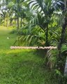 Cultivation of areca nut