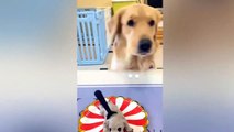 Dog Reaction to Cutting Cake  - Funny Dog Cake Reaction Compilation - Pets House