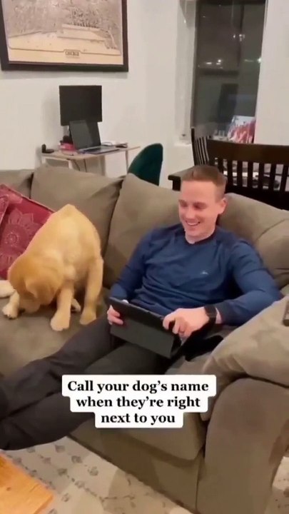My dog is in full confusion