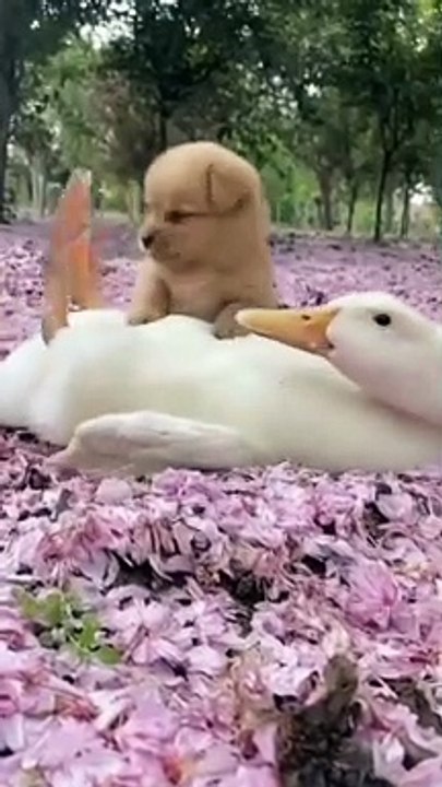 My puppies friendship