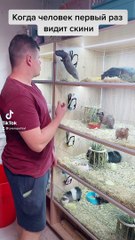 Hairless Guinea Pig Captures Attention at Pet Store