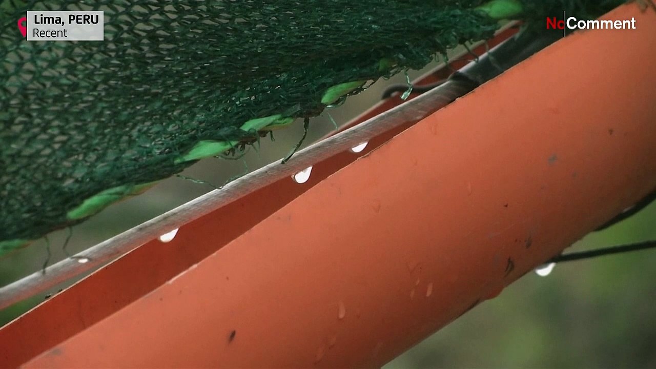 Jeder Tropfen zählt: 'Nebelfänger' liefern Wasser für Lima