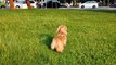 Small puppy Enjoying his lovely moment with his owner & playing on the green field