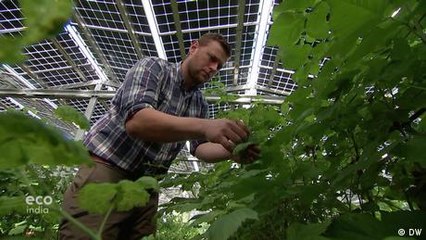 Berry picking: A solar success story