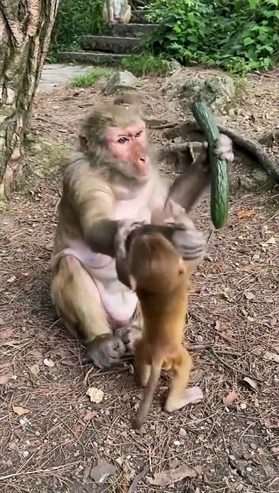 Monkey life