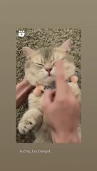 vidio kucing lucu dan imut