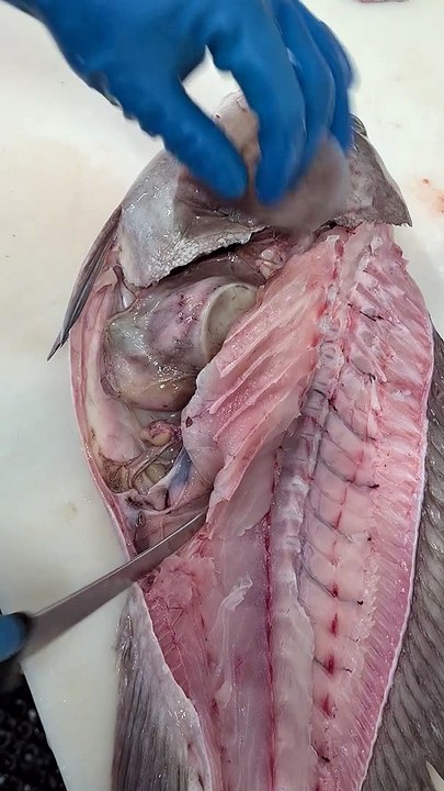 Man Finds Soda Can Inside Cod Fish